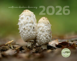 Die Pilzjule. Kalender 2026