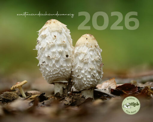 Die Pilzjule. Kalender 2026