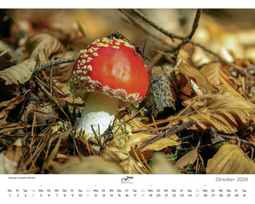Die Pilzjule. Kalender 2026 – Bild 2