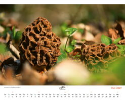Alternative view of Die Pilzjule. | Kalender 2027